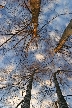 Winter Trees, Canada Stock Photographs