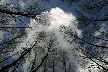 Winter Trees, Canada Stock Photographs