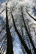 Winter Trees, Canada Stock Photographs