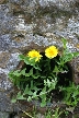 Flowers, Canada Stock Photographs