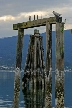 Barnet Beach, Barnet Marine Park