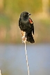 Red-Winged Blackbird, Canada Stock Photographs