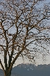 Winter Trees, Canada Stock Photographs