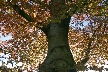 Autumn Leaves, Vancouver Nature