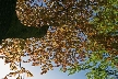 Autumn Leaves, Vancouver Nature