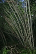 Plants, Canada Stock Photos