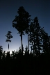 Winter Trees, Canada Stock Photographs