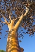 Autumn Leaves, Vancouver Nature