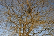 Winter Trees, Canada Stock Photographs