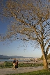 Winter Trees, Canada Stock Photographs