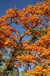 Autumn Leaves, Vancouver Nature