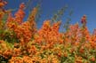 Autumn Leaves, Vancouver Nature