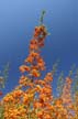 Autumn Leaves, Vancouver Nature