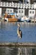 Coal Harbour, Stanley Park