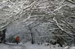 Winter Scenes, Burnaby Park