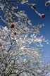 Winter Scenes, Burnaby Park