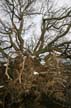 Uprooted Tree, Stanley Park Vancouver