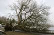 Uprooted Tree, Stanley Park Vancouver