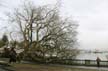 Uprooted Tree, Stanley Park Vancouver