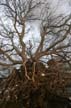 Uprooted Tree, Stanley Park Vancouver