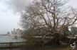 Uprooted Tree, Stanley Park Vancouver