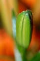 Flowers, Canada Stock Photographs