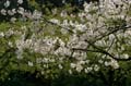 Spring Time, Stanley Park