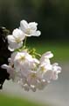 Spring Time, Stanley Park