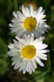 Flowers, Canada Stock Photographs