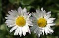 Flowers, Canada Stock Photographs