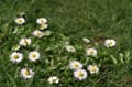 Flowers, Canada Stock Photographs