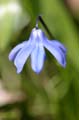 Flowers, Canada Stock Photographs