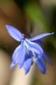 Flowers, Canada Stock Photographs