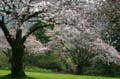 Spring Time, Stanley Park