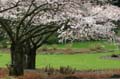 Spring Blossoms, Stanley Park