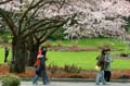 Spring Blossoms, Stanley Park