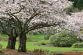 Spring Blossoms, Stanley Park