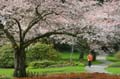 Spring Blossoms, Stanley Park