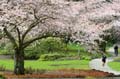 Spring Blossoms, Stanley Park