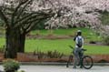 Spring Blossoms, Stanley Park