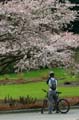 Spring Blossoms, Stanley Park