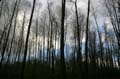 Winter Trees, Burnaby Deer Lake