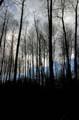 Winter Trees, Burnaby Deer Lake