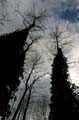 Winter Trees, Burnaby Deer Lake