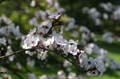 Flowers, Canada Stock Photographs