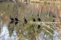 Burnaby Deer Lake, Deer Lake Park