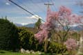 Cherry Blooms, Burnaby