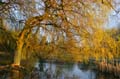 Winter Trees, Canada Stock Photographs