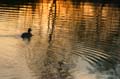 Reflections, Canada Stock Photos