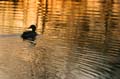 Reflections, Canada Stock Photos